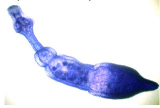 Adult Echinococcus granulosus
